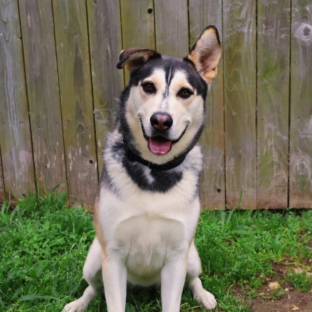 Enlarge BINDI, a Adoptable mixed breed in Kyle, TX image 2/6