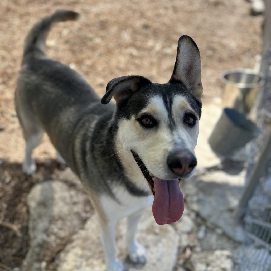 Enlarge BINDI, a Adoptable mixed breed in Kyle, TX image 2/6