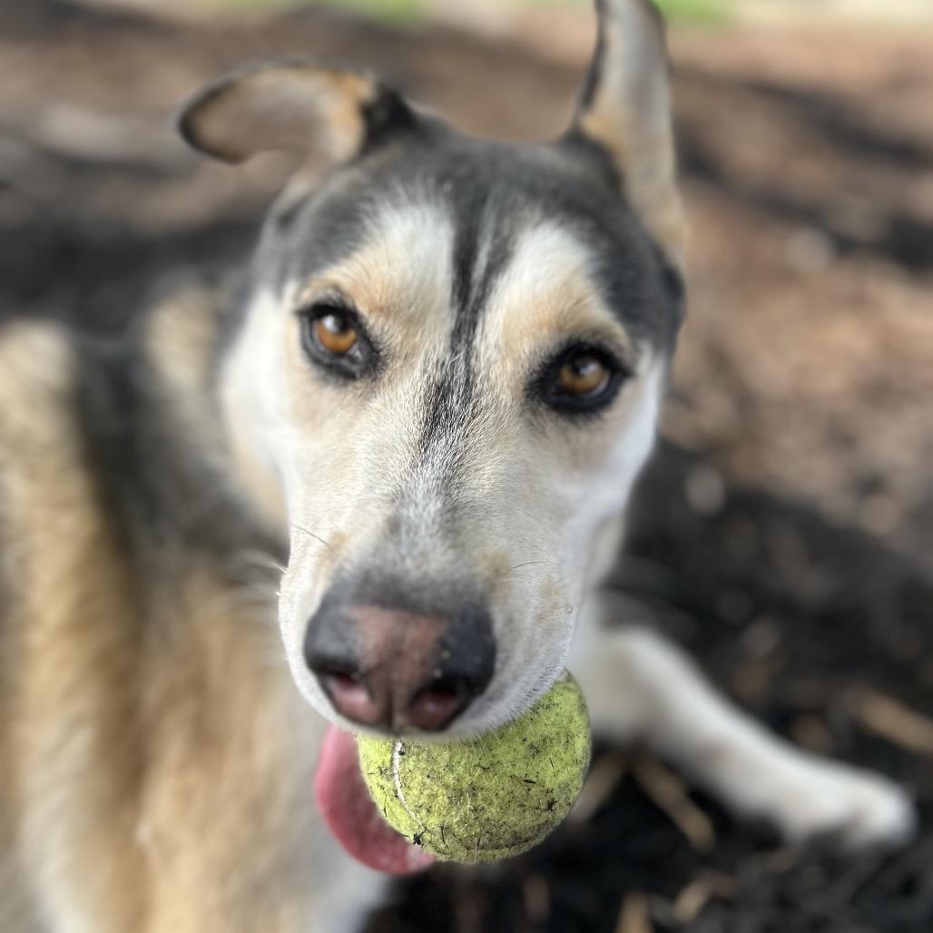 Enlarge BINDI, a Adoptable mixed breed in Kyle, TX image 3/6