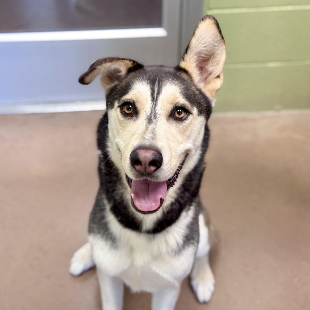 Enlarge BINDI, a Adoptable mixed breed in Kyle, TX image 4/6