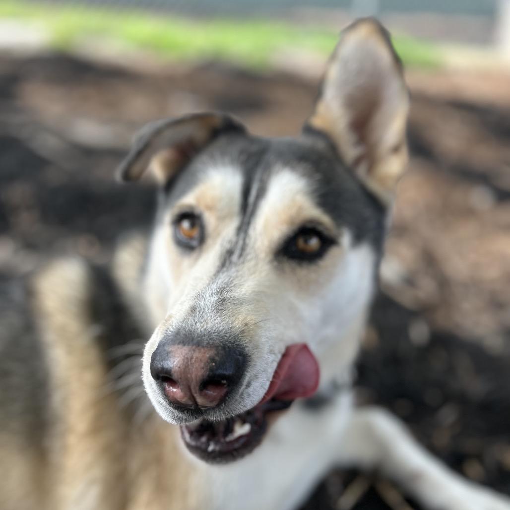 Enlarge BINDI, a Adoptable mixed breed in Kyle, TX image 5/6