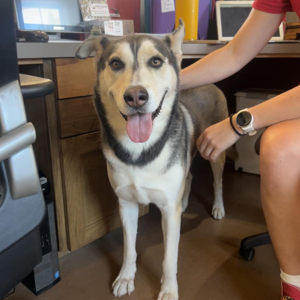 Enlarge BINDI, a Adoptable mixed breed in Kyle, TX image 6/6