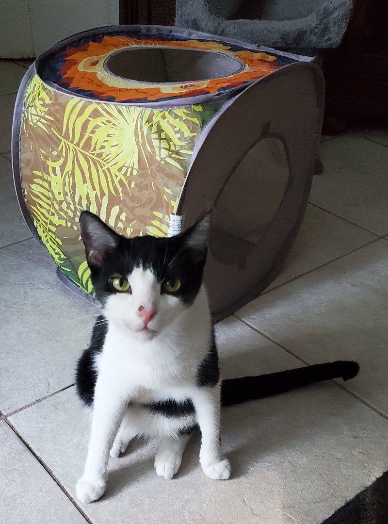 Cookie, Adopted, Young Male Tuxedo.