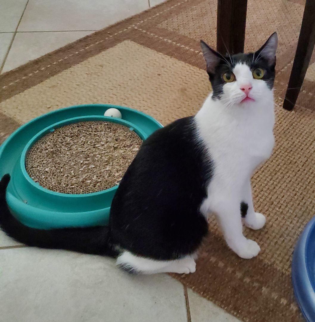 Cookie, a Adopted Tuxedo in Port Orange, FL image 2/2