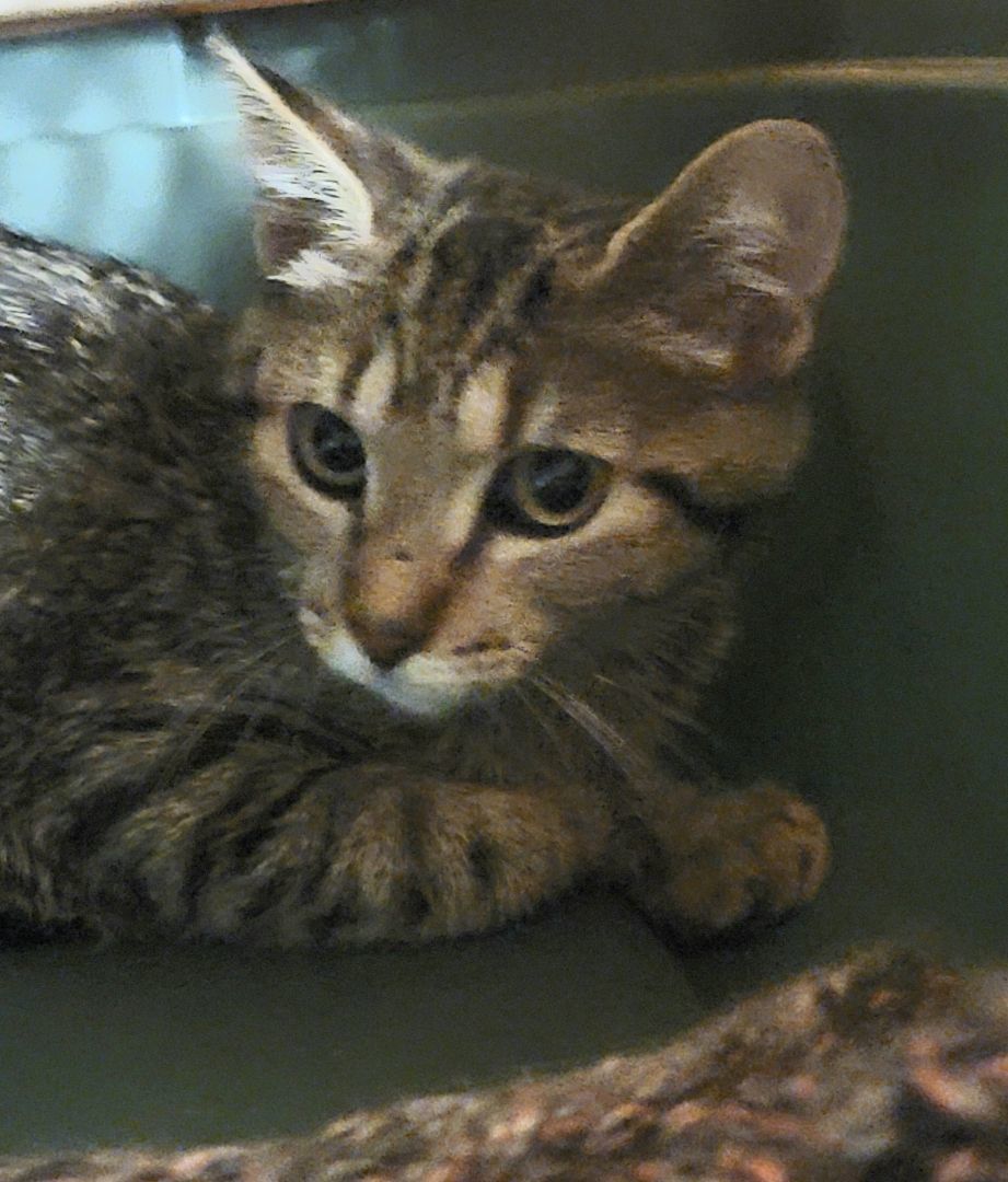 Clara, a Adoptable mixed breed in River Forest, IL image 1/10