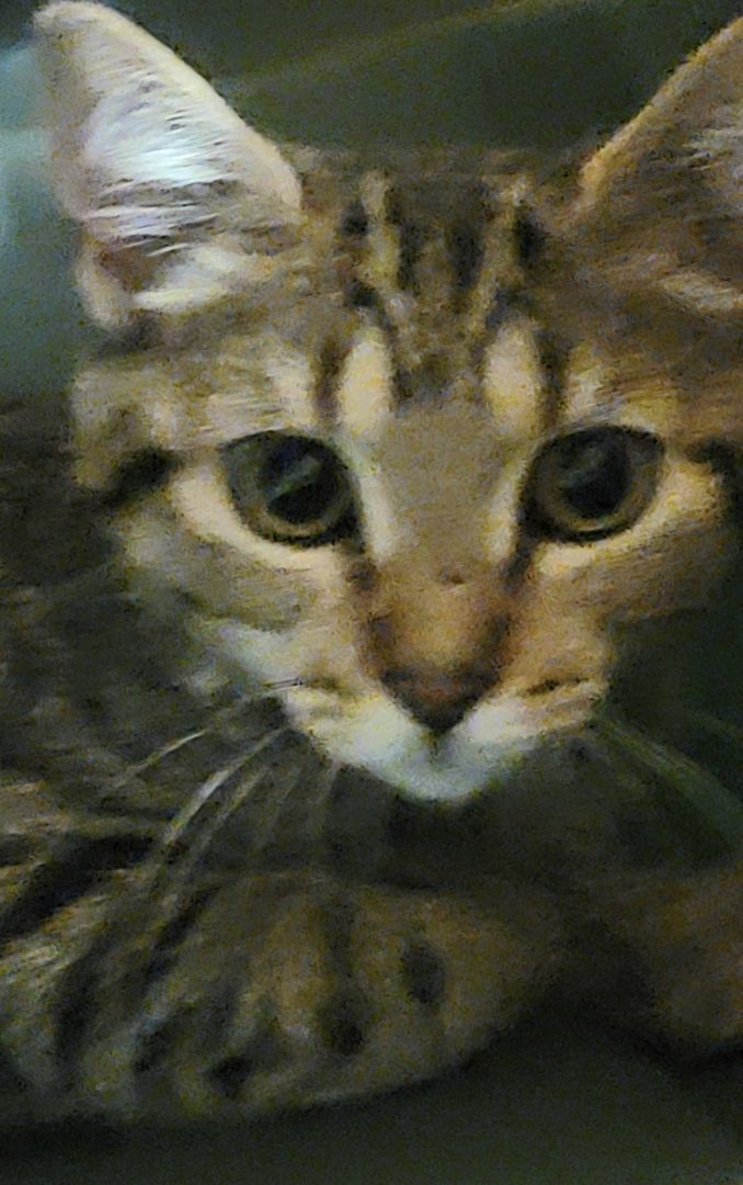 Clara, a Adoptable mixed breed in River Forest, IL image 2/10