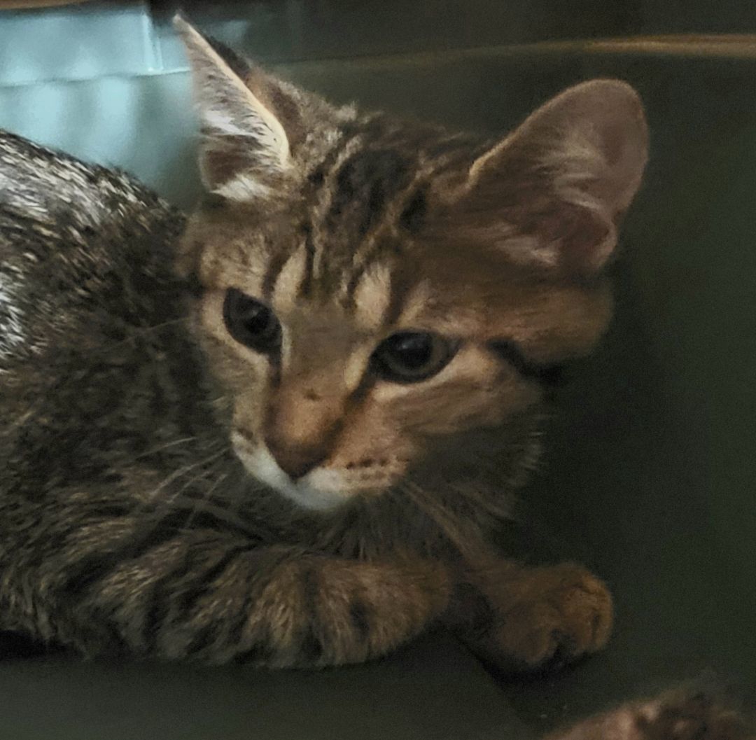 Clara, a Adoptable mixed breed in River Forest, IL image 4/10