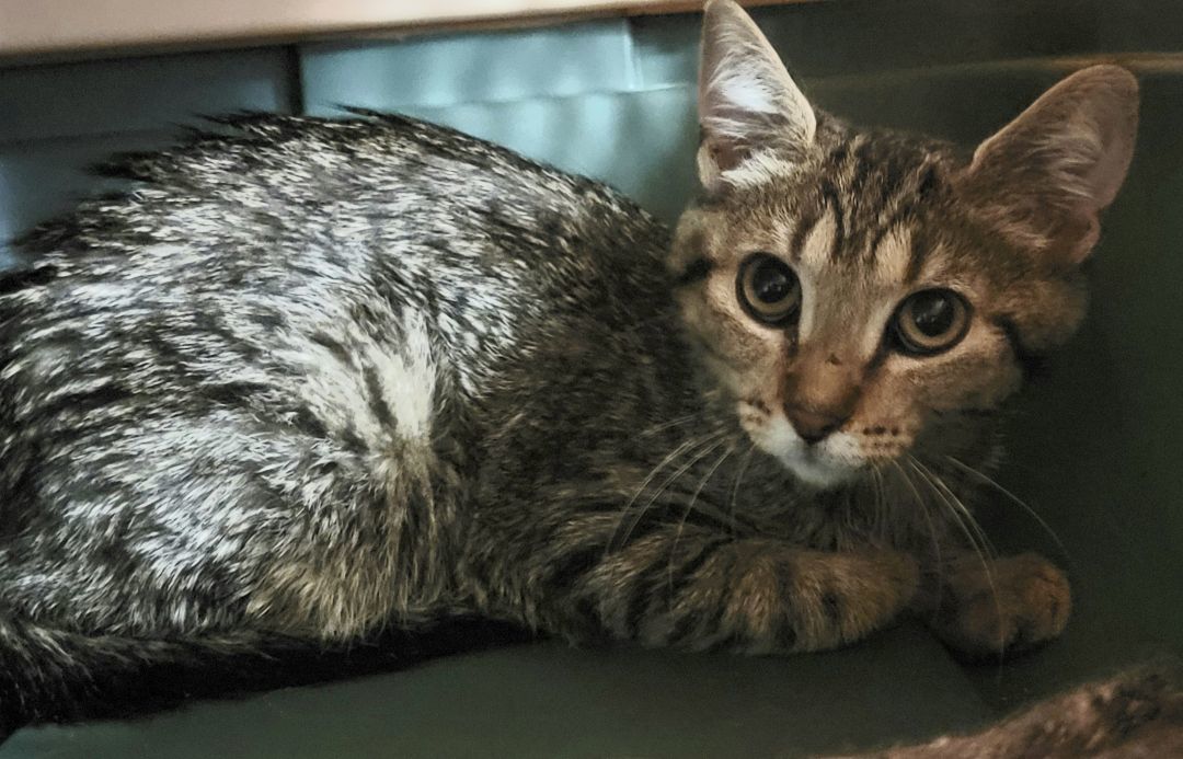 Clara, a Adoptable mixed breed in River Forest, IL image 5/10