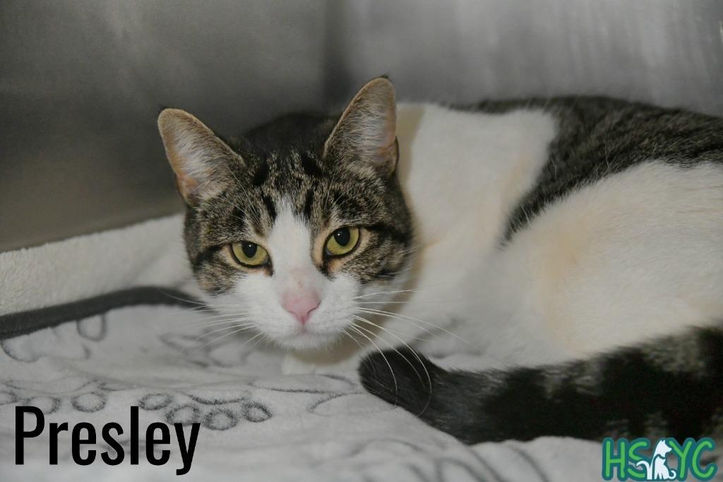 Presley, Adoptable, Young Female Domestic Short Hair.