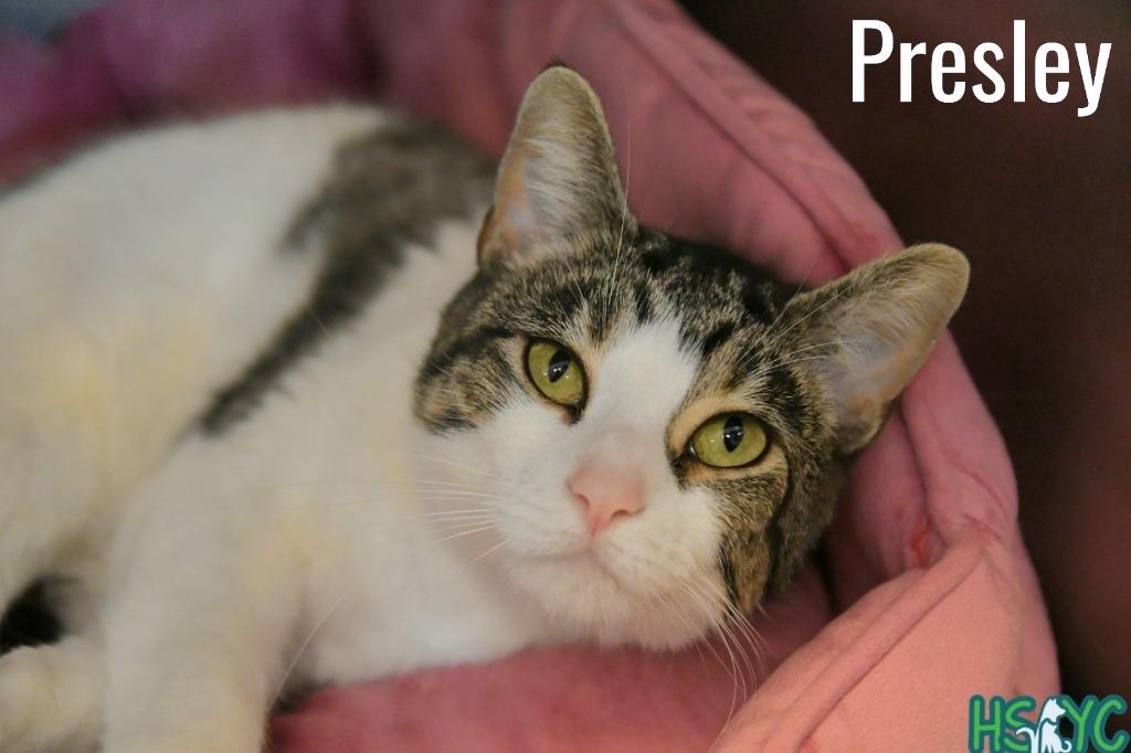 Presley, a Adoptable mixed breed in Fort Mill, SC image 2/2