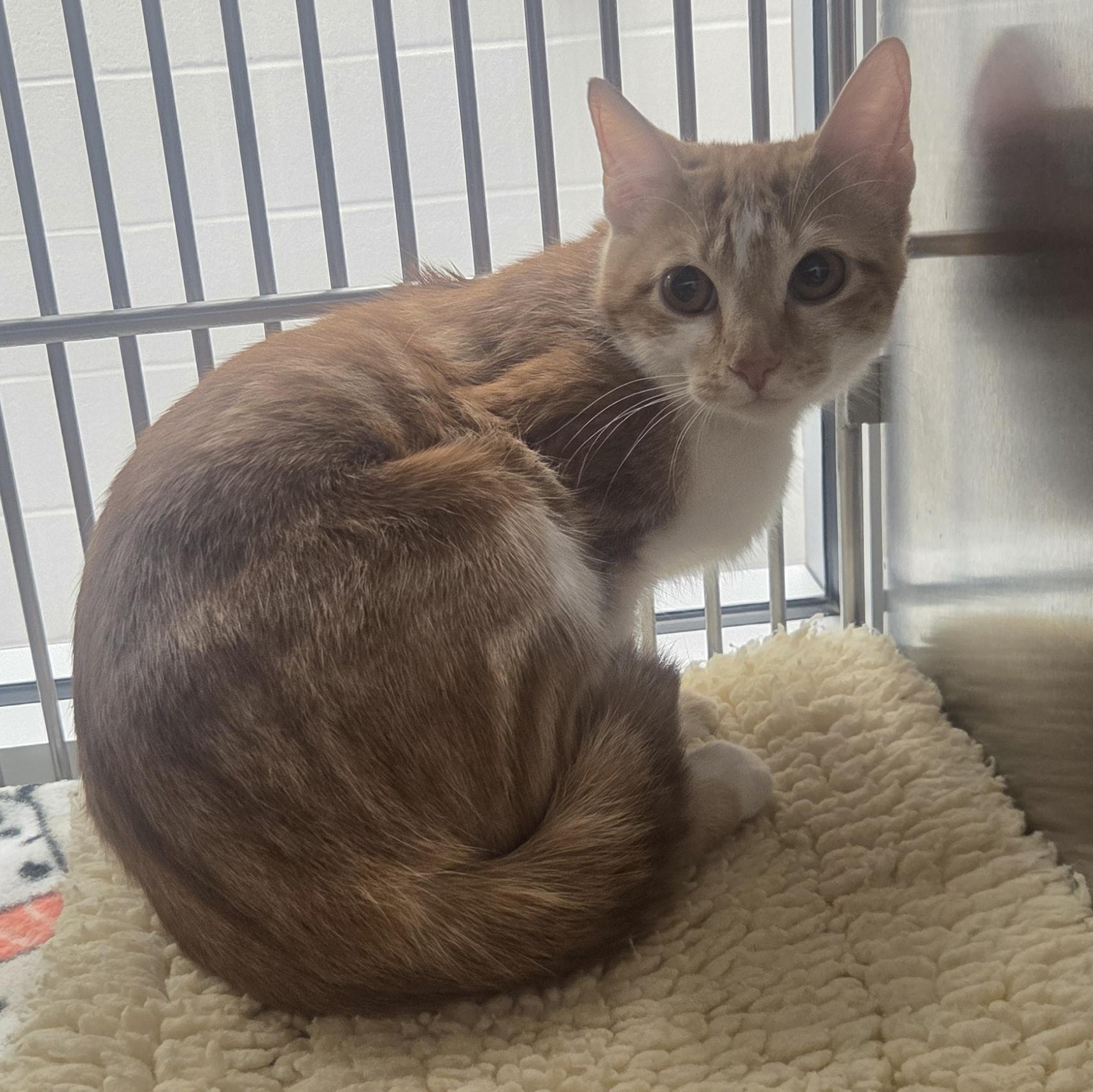 Firefly, Adoptable, Young Female Domestic Short Hair.