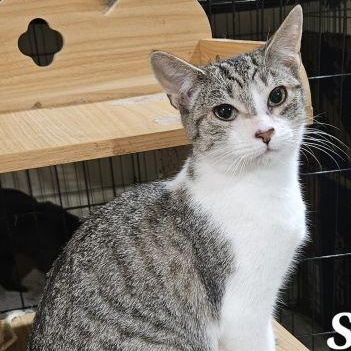 Suzie, Adoptable, Young Female Domestic Short Hair & Tabby.