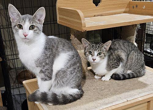 Enlarge Suzie, a Adoptable mixed breed in Lenhartsville, PA image 2/3