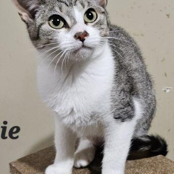 Enlarge Suzie, a Adoptable mixed breed in Lenhartsville, PA image 3/3