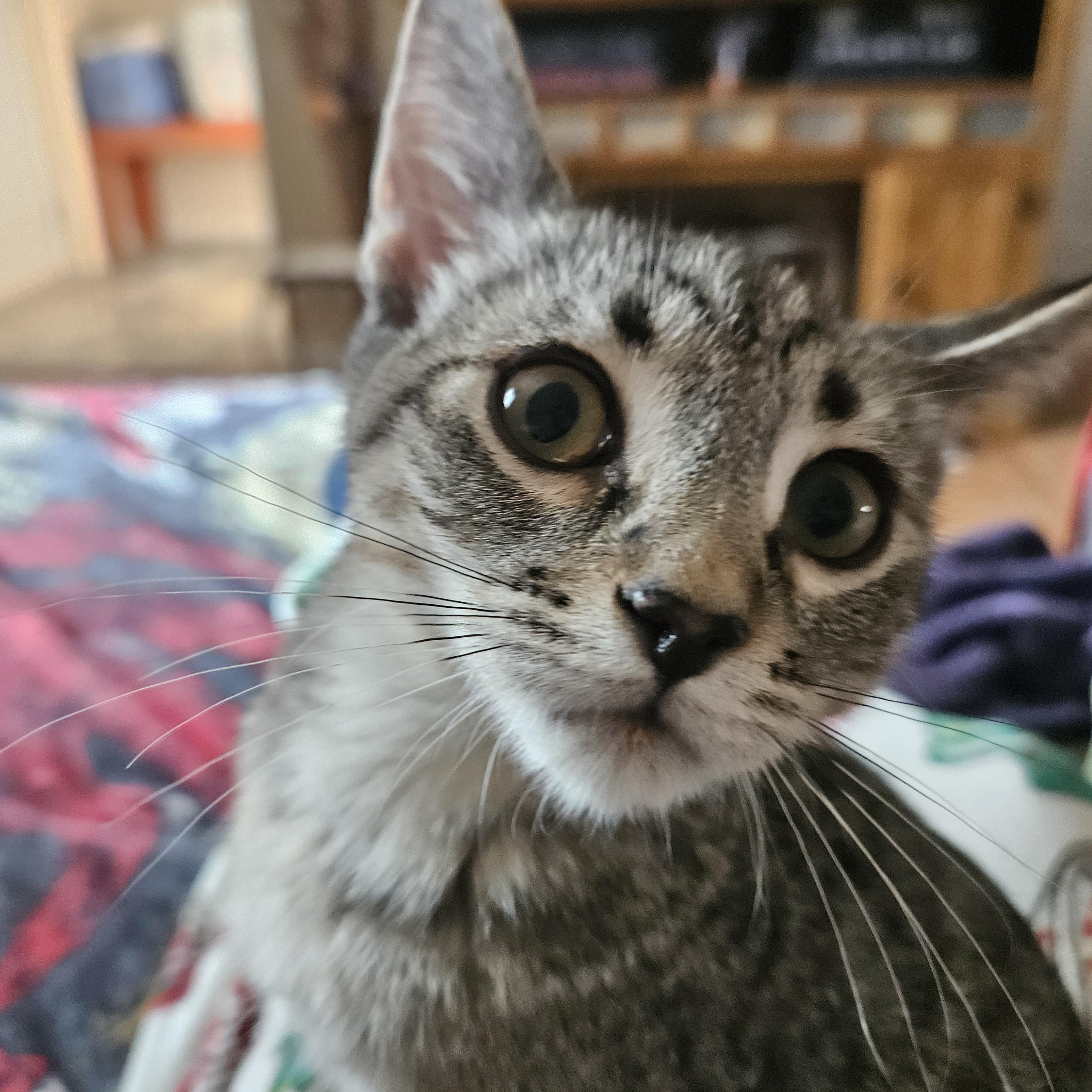 Enlarge Pita, a ADOPTABLE Domestic Short Hair in Milwaukee, WI image 5/5