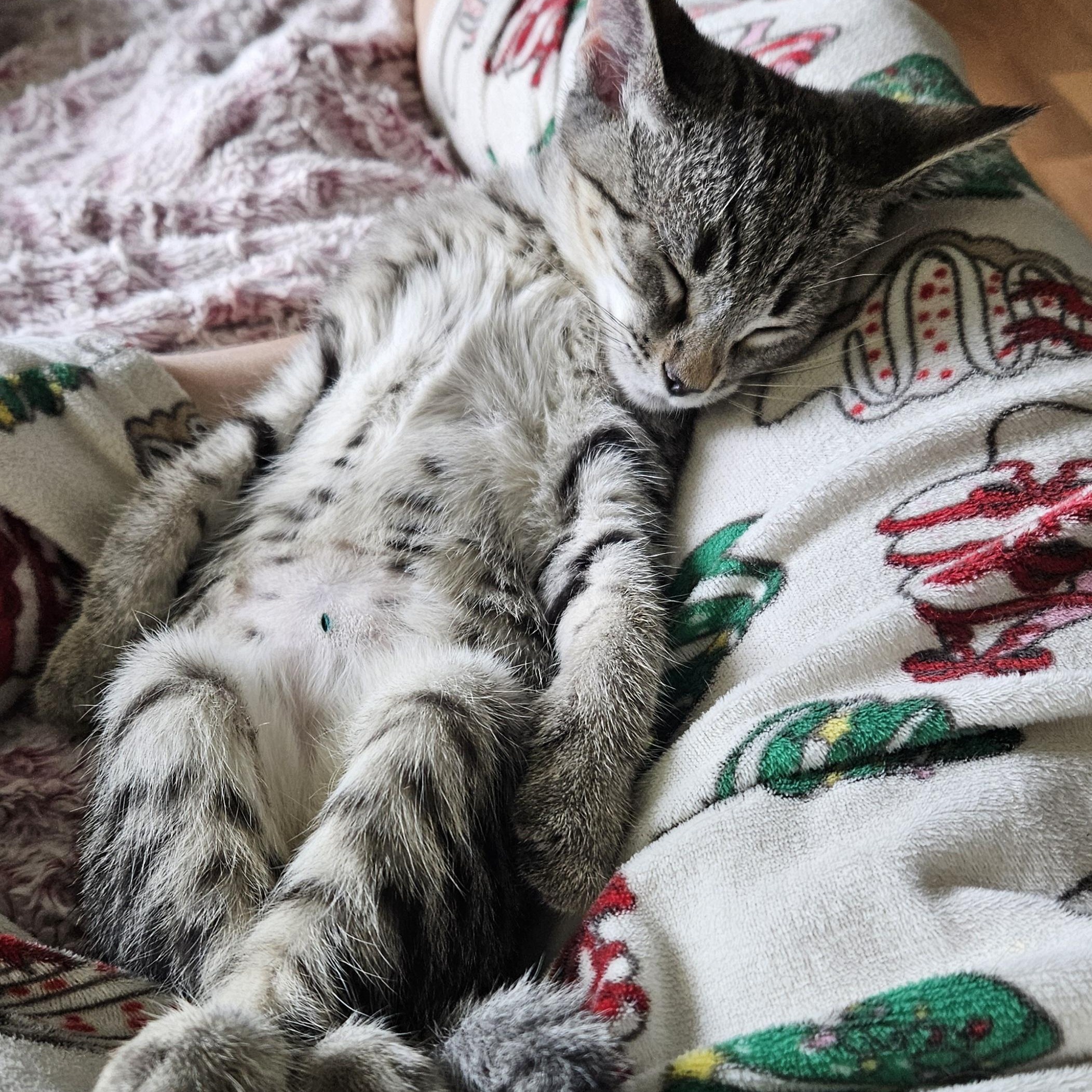Enlarge Pita, a ADOPTABLE Domestic Short Hair in Milwaukee, WI image 4/5