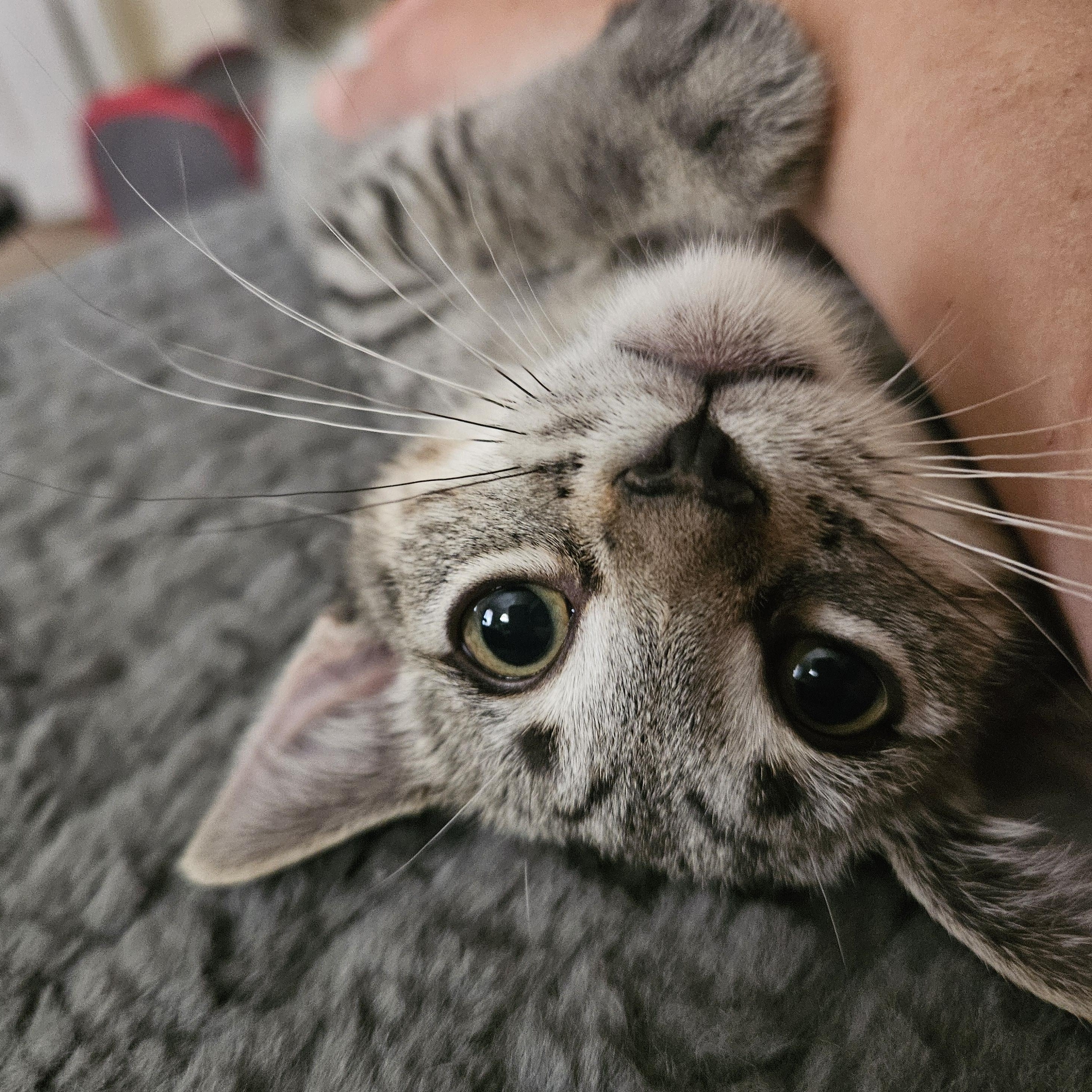Enlarge Pita, a ADOPTABLE Domestic Short Hair in Milwaukee, WI image 3/5