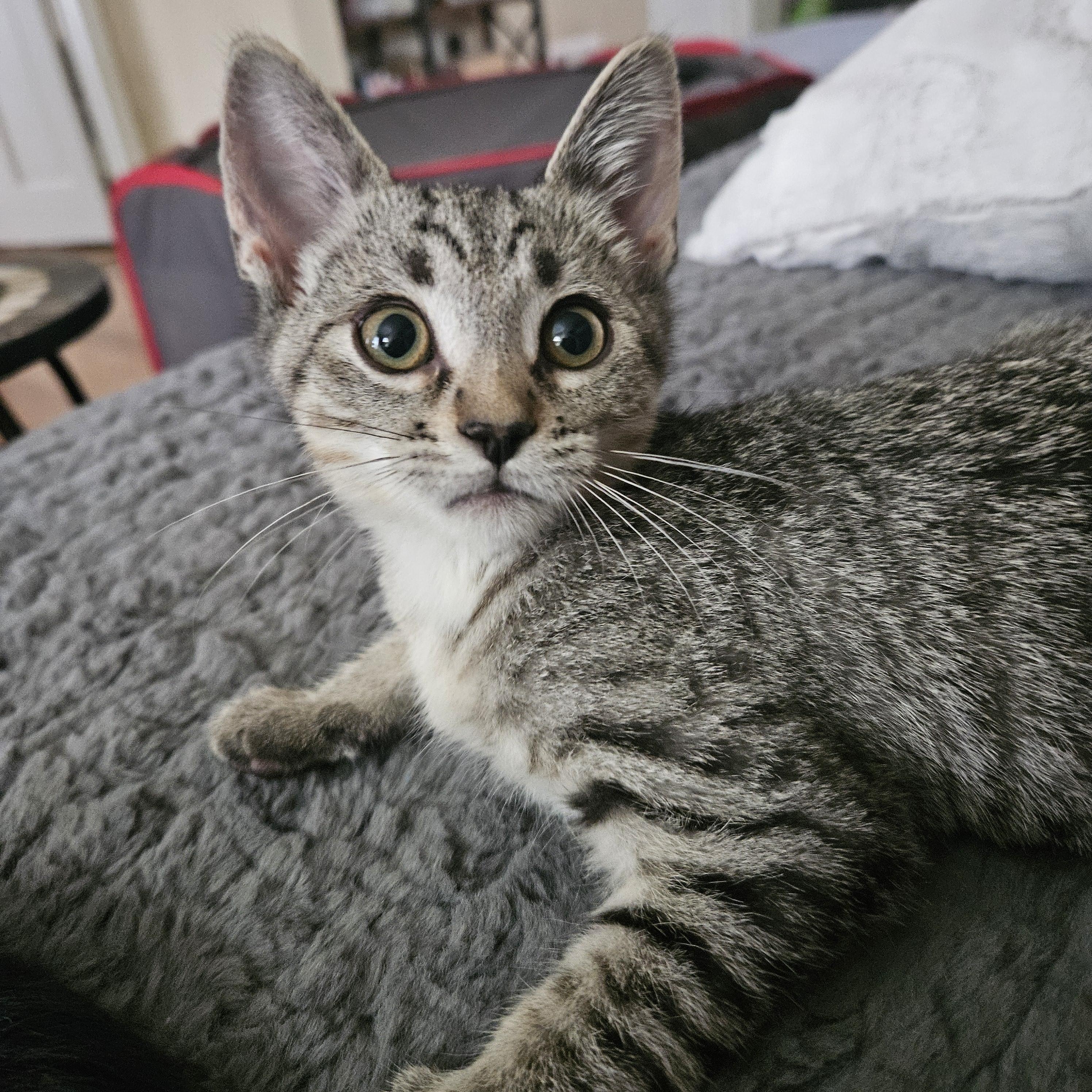 Enlarge Pita, a ADOPTABLE Domestic Short Hair in Milwaukee, WI image 2/5