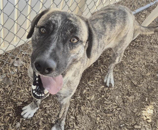 APOLLO, Adoptable, Young Male Australian Shepherd & Mixed Breed.