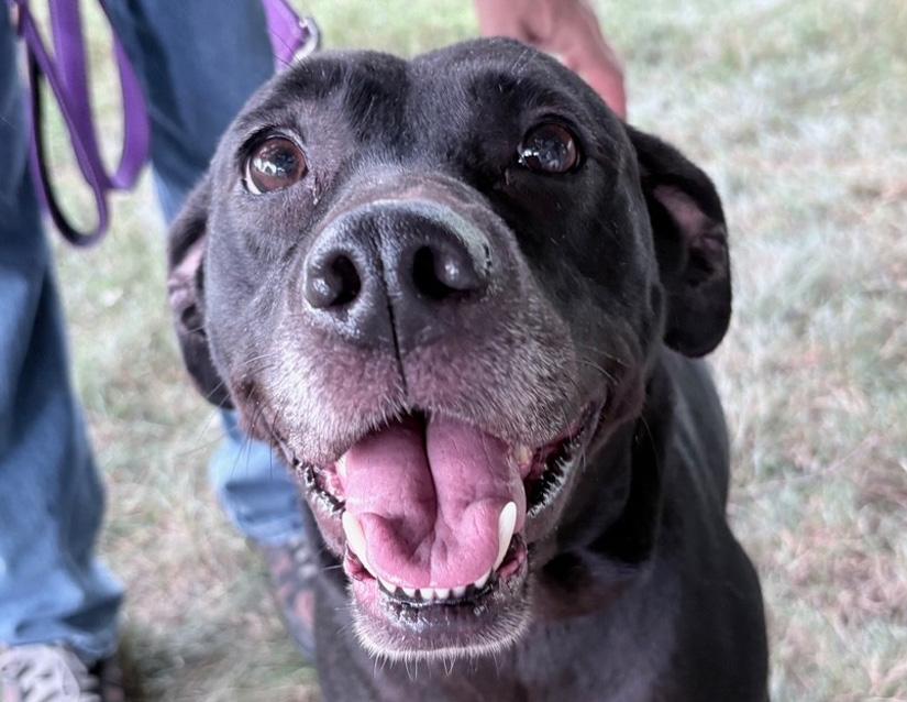 Enlarge Sharon, a Adoptable mixed breed in Columbus, IN image 1/2