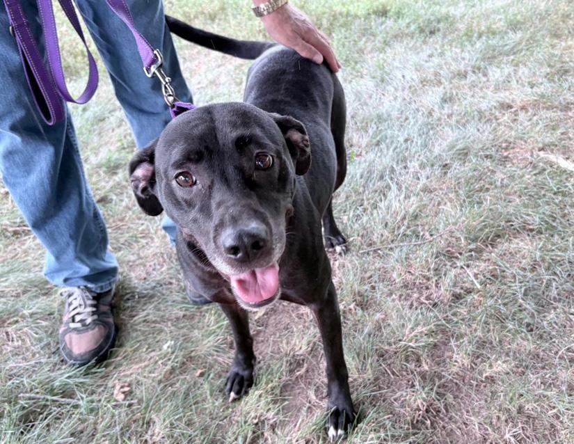 Enlarge Sharon, a Adoptable mixed breed in Columbus, IN image 2/2