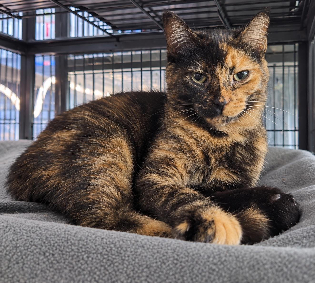 Enlarge CHLOE (bonded with TRUFFLE PIG), a Adoptable Domestic Short Hair in Tillsonburg, ON image 1/1