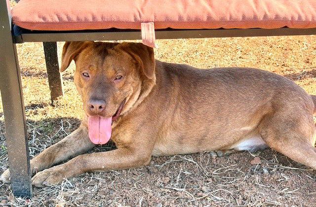 Otto, a Adoptable mixed breed in Carrollton, GA image 1/3