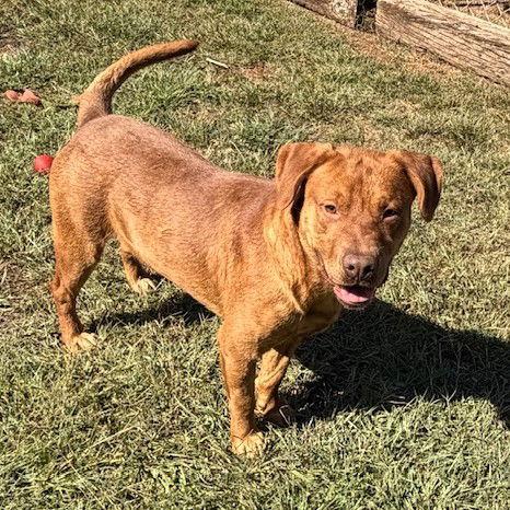 Otto, a Adoptable mixed breed in Carrollton, GA image 2/3