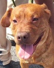 Otto, a Adoptable mixed breed in Carrollton, GA image 3/3