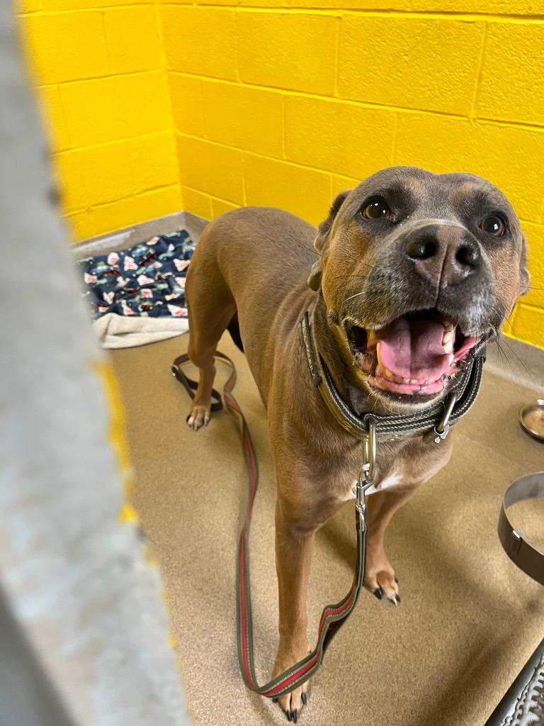 Enlarge Grey, a Adoptable Mixed Breed in New Manchester, WV image 1/2