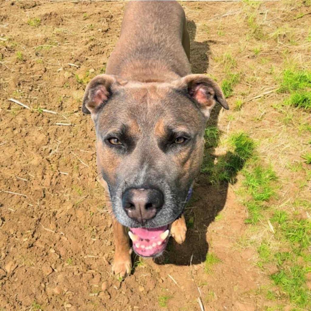 Enlarge Grey, a Adoptable Mixed Breed in New Manchester, WV image 2/2
