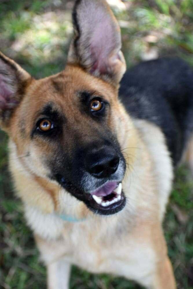 Jessica, Adoptable, Adult Female German Shepherd Dog.