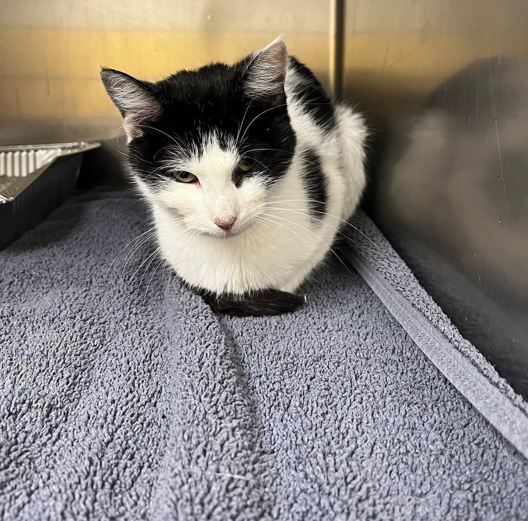 Enlarge mudge, a Adoptable Domestic Short Hair in Rowlett, TX image 1/1