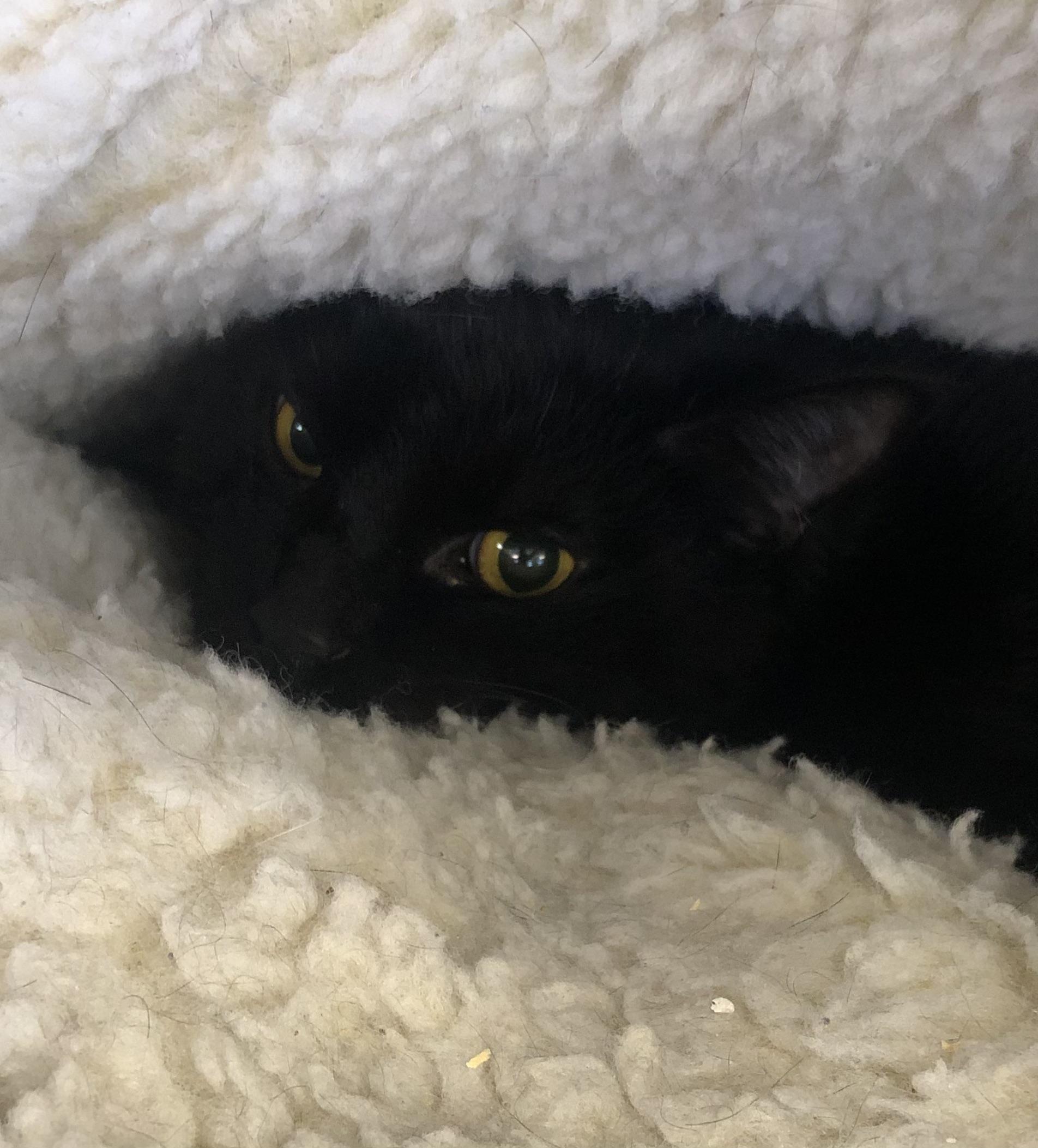 Enlarge Cabo, an adoptable Domestic Short Hair in Parma, OH image 1/1