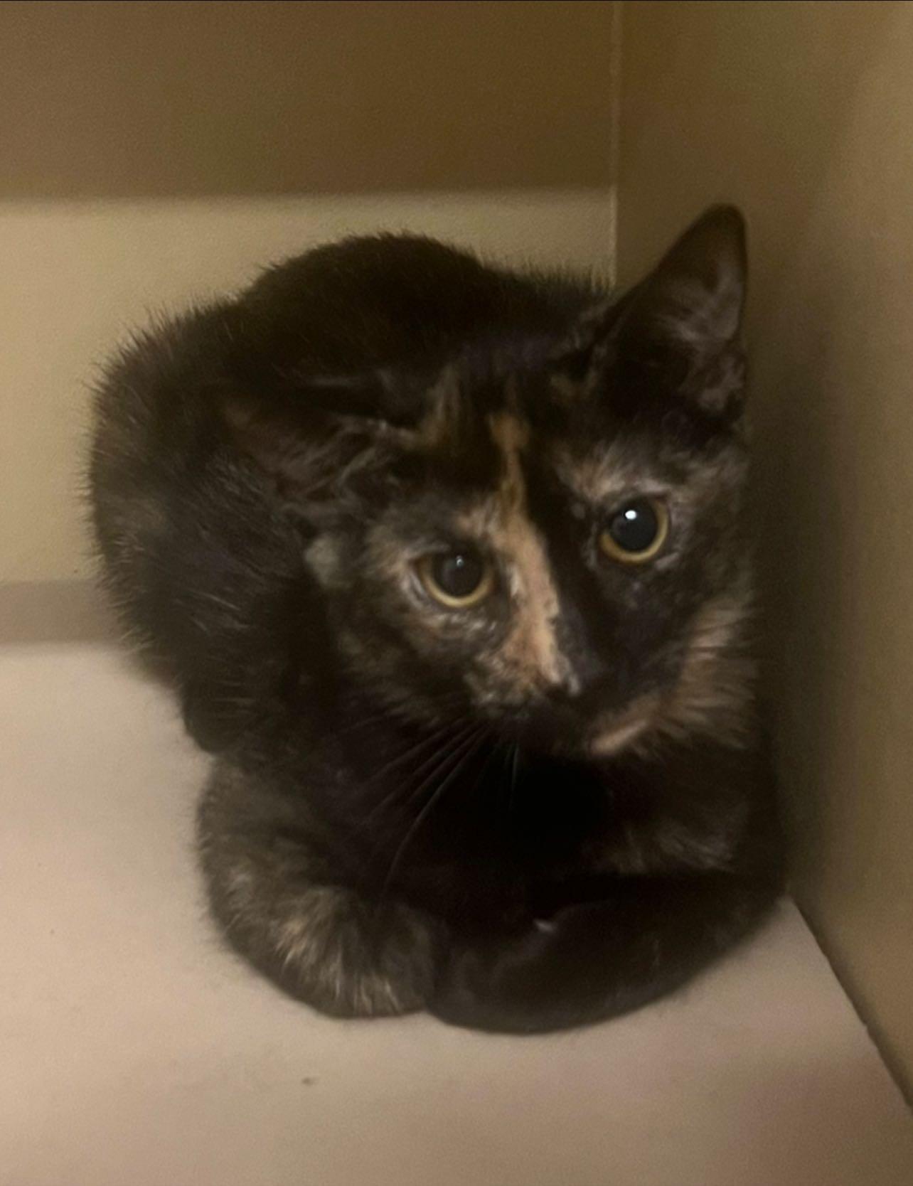 Enlarge Valerie, a Adoptable Domestic Short Hair in Pryor, OK image 1/1