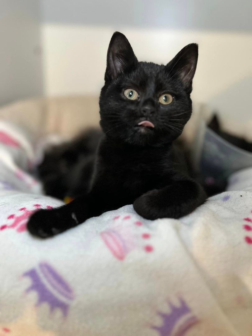 Rhett, an adopted Domestic Short Hair in Dellslow, WV_image-1