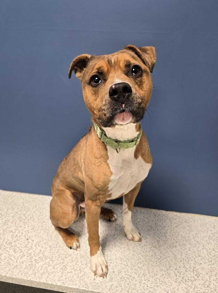 Zebra, Adoptable, Adult Male Boxer.