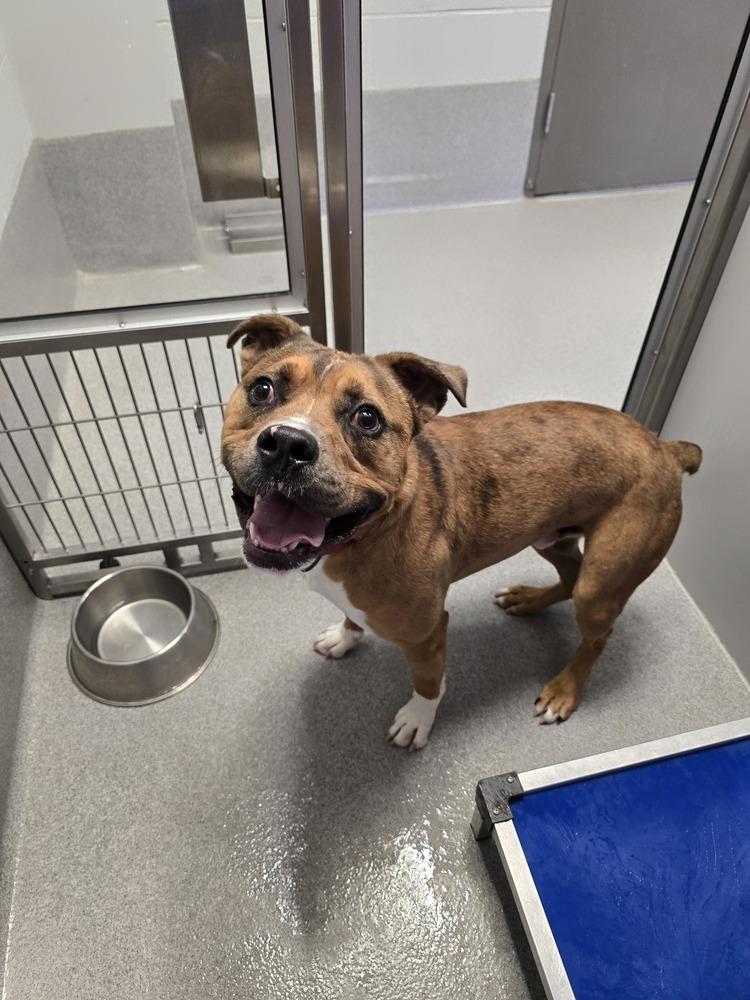 Zebra, Adoptable, Adult Male Boxer.