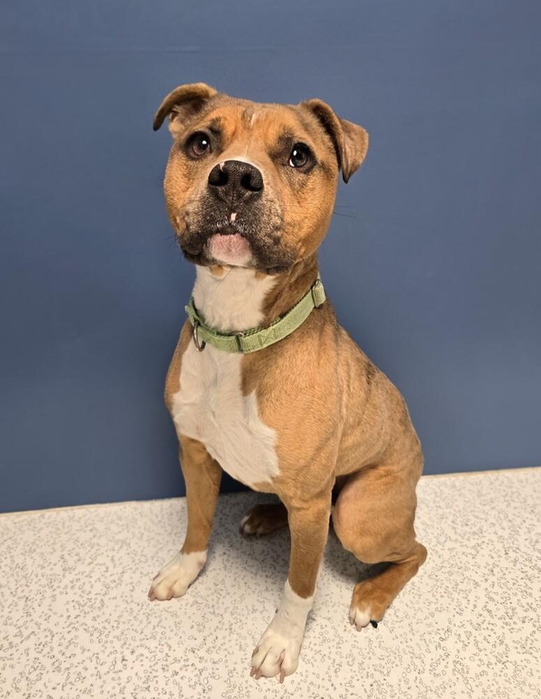 Enlarge Zebra, a Adoptable mixed breed in Wellington, KS image 3/6