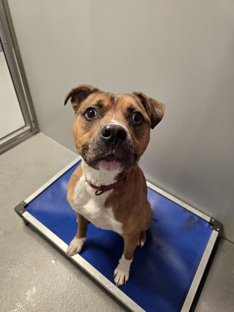 Enlarge Zebra, a Adoptable mixed breed in Wellington, KS image 2/6