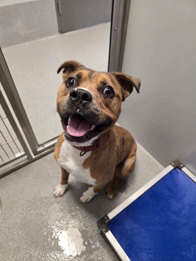 Zebra, Adoptable, Adult Male Boxer.