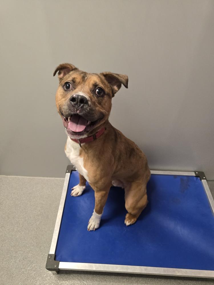 Enlarge Zebra, a Adoptable mixed breed in Wellington, KS image 6/6