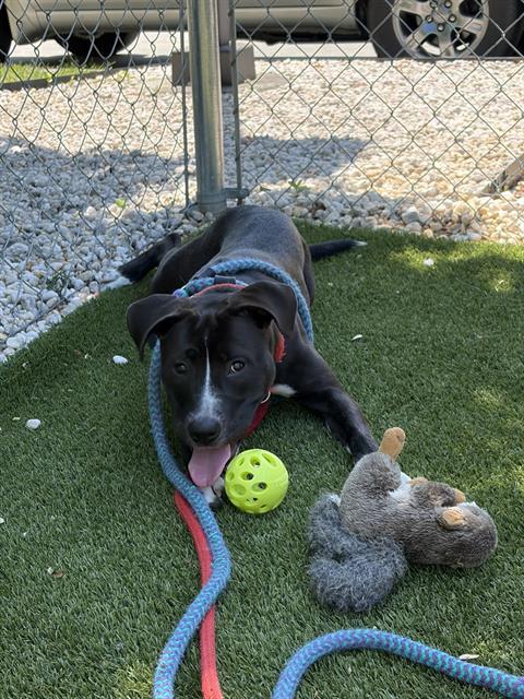 RAVEN, Adoptable, Young Female Mixed Breed.
