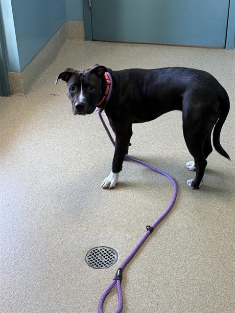 Enlarge RAVEN, a Adoptable Mixed Breed in Newton, NC image 1/1