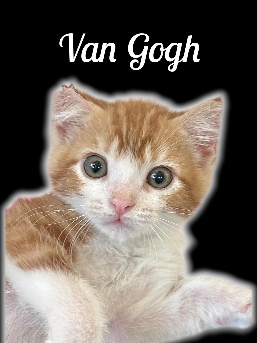 Enlarge Van Gogh, a ADOPTABLE Domestic Medium Hair in Auburn, CA image 1/1