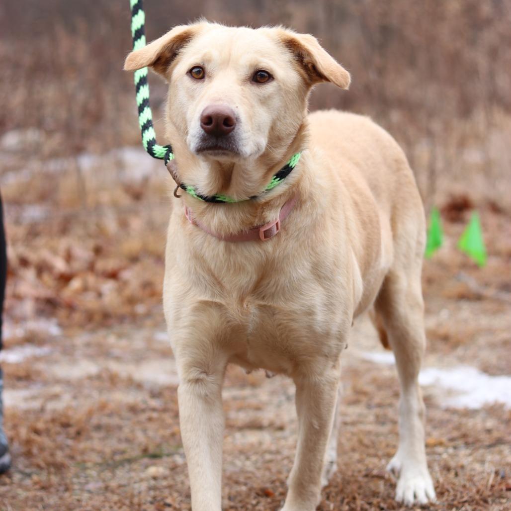 Enlarge CT Mercy, a Adoptable mixed breed in Eastford, CT image 2/4