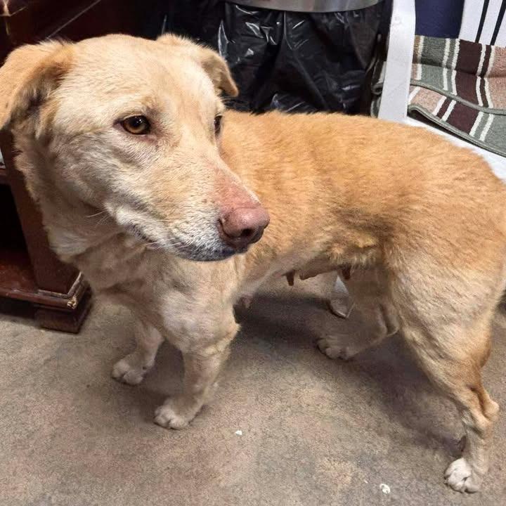 Enlarge CT Mercy, a Adoptable mixed breed in Eastford, CT image 3/4