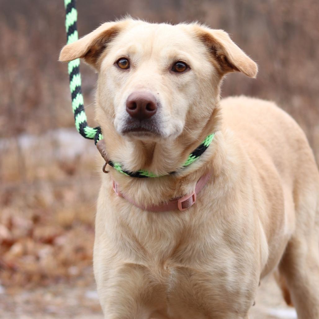 Enlarge CT Mercy, a Adoptable mixed breed in Eastford, CT image 4/4