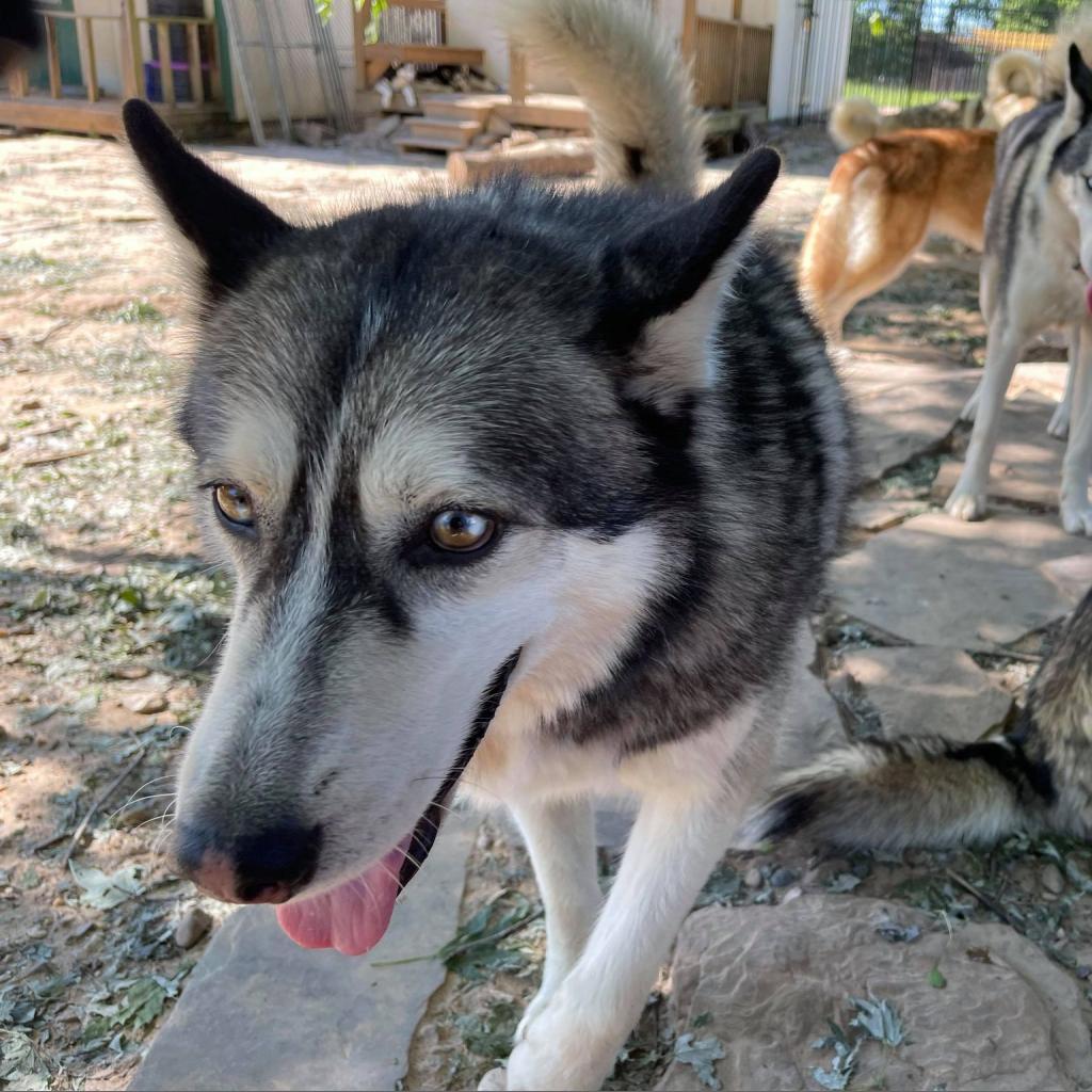 Glacier, Adoptable, Senior Male Husky.