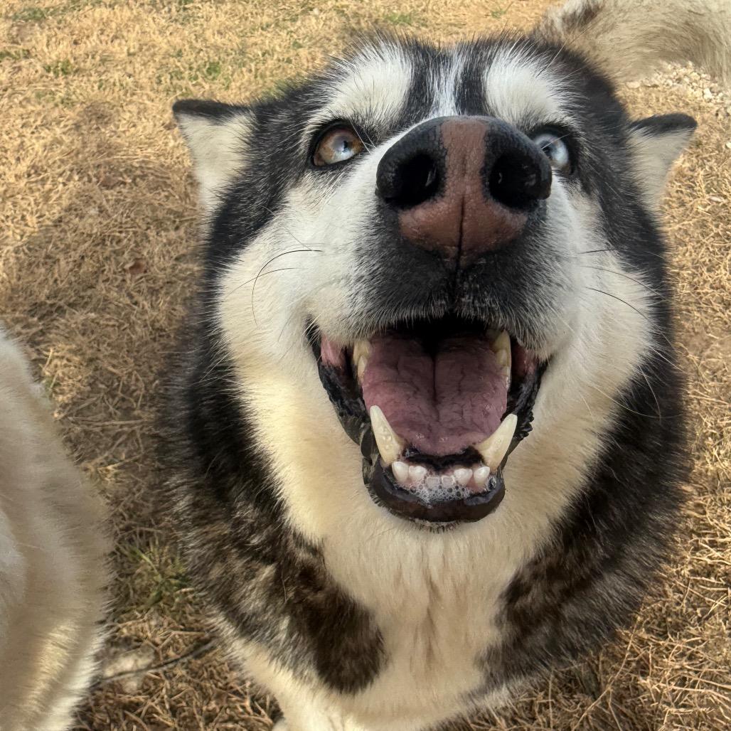 Enlarge Glacier, a Adoptable Husky in Eufaula, OK image 4/6